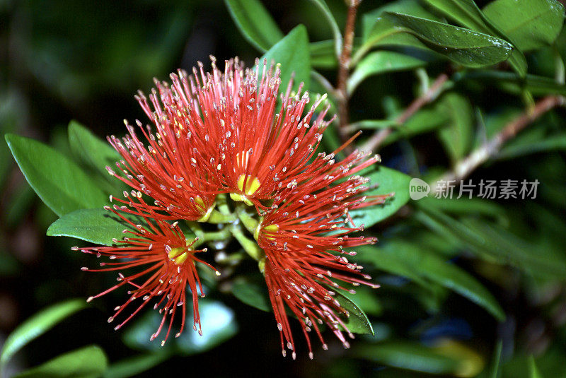 南方文Rātā(Metrosideros umbellata)